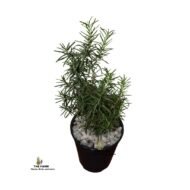 Rosemary plant in a small plastic planter - Image 2