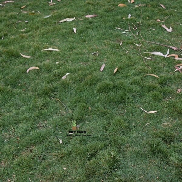 Arabian Grass in Kenya (Locally Known as Buffalo Grass)