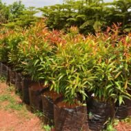 Eugenia Seedling in Kenya - Image 2