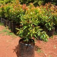 Eugenia Seedling in Kenya - Image 3