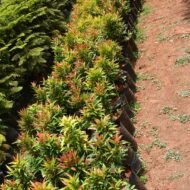 Eugenia Seedling in Kenya - Image 4