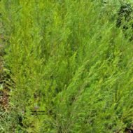 Coleonema Pulchellum Seedling in Kenya - Image 2