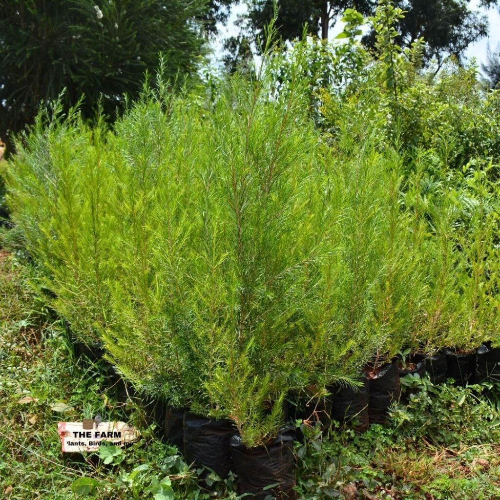 Confetti Bush seedling