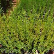 Coleonema Pulchellum Seedling in Kenya - Image 4