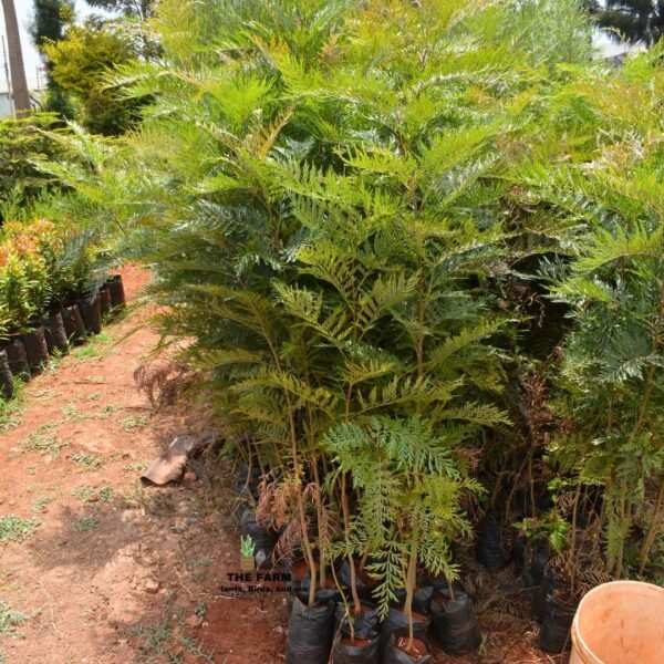 Grevillea seedlings