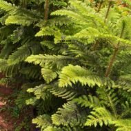 Alkeria Tree (4 ft) in Kenya - Image 2