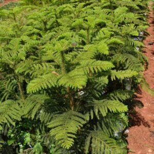 The Alkeria Tree (Mugumo Tree)