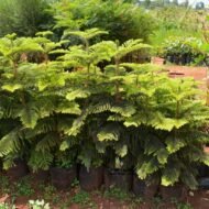 Alkeria Tree (4 ft) in Kenya - Image 4
