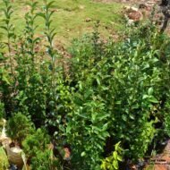 Ligustrum Ovalifolium Seedling in Kenya - Image 2
