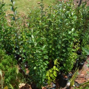 Ligustrum Ovalifolium seedlings (Privet seedlings)