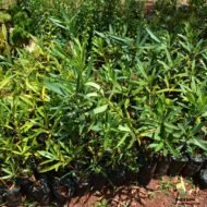 Oleander (Nerium Oleander) Seedling in Kenya - Image 2