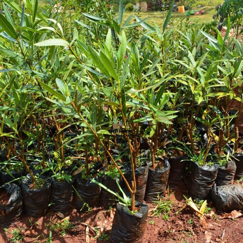 Oleander seedlings