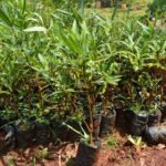 Oleander seedlings
