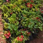 Bougainvillea seedlings