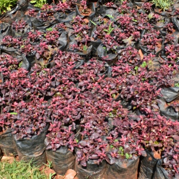 Ruby Red Alternanthera Seedlings