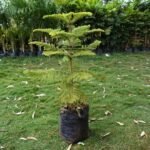 Alkeria Tree Seedling