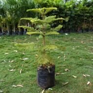 Alkeria Tree Seedling