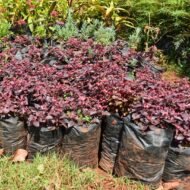 Ruby Red Alternanthera Seedling in Kenya - Image 2