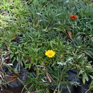 Gazania Seedlings