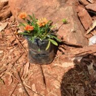 Gazania Plant Seedling in Kenya - Image 3