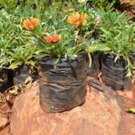 Gazania Plant Seedling in Kenya - Image 2