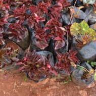 Black Begonia Seedling in Kenya - Image 2