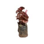 Black Begonia seedlings