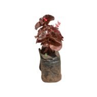 Black Begonia seedlings