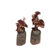 Black Begonia Seedling in Kenya - Image 4