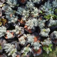 Santolina Chamaecyparissus Seedling in Kenya - Image 2