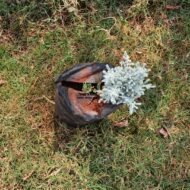 Santolina Chamaecyparissus Seedling in Kenya - Image 3
