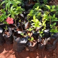 Hibiscus flower seedlings