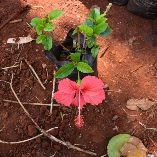 Hibiscus flower seedlings