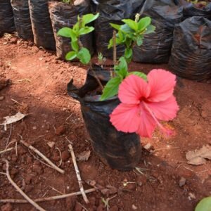 Hibiscus flower seedlings