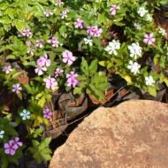 Catharanthus Roseus Seedlings (Vinca or Sadaa)