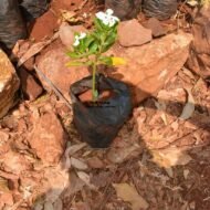 Catharanthus Roseus Seedlings in Kenya - Image 3