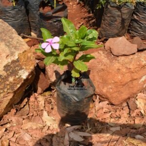 Catharanthus Roseus Seedlings (Vinca or Sadaa)