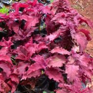 Coleus Seedling - Image 2