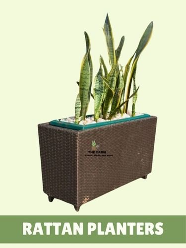 Rattan planters