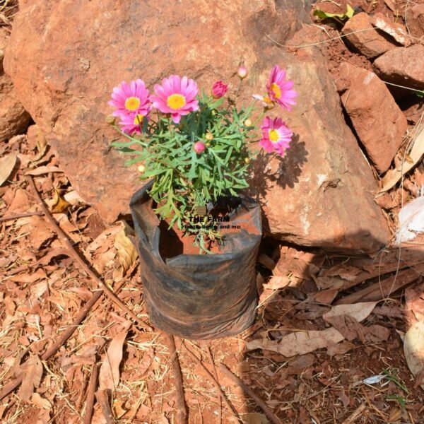 Marguerite Daisies