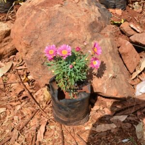 Marguerite Daisies