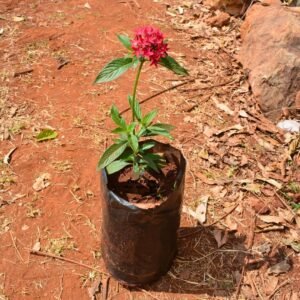 Pentas Lanceolata Seedlings