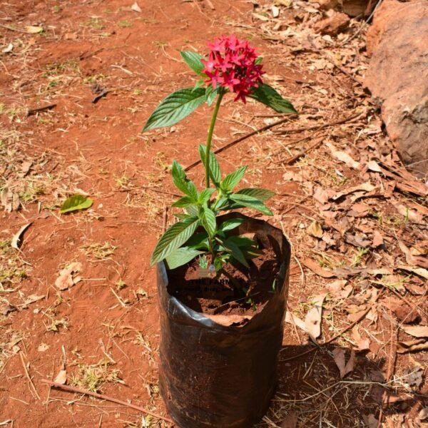 Pentas Lanceolata Seedlings