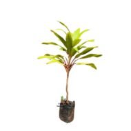 Cordyline Stricta Seedlings