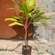 Cordyline Stricta Seedlings in Kenya - Image 3