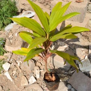 Cordyline Stricta Seedlings