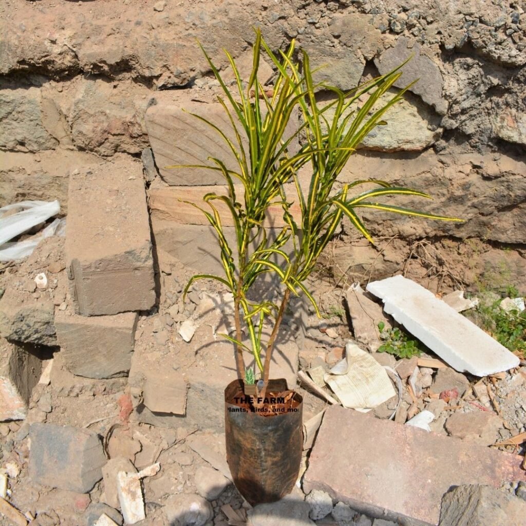 Sunny Star Croton Seedlings