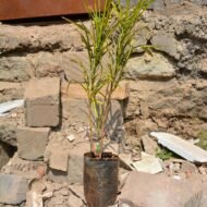 Sunny Star Croton Seedling in Kenya - Image 2