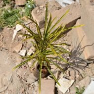 Sunny Star Croton Seedling in Kenya - Image 3