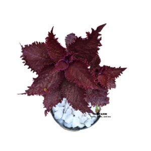 Coleus